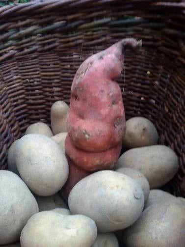 Kartoffelpapa Vorher