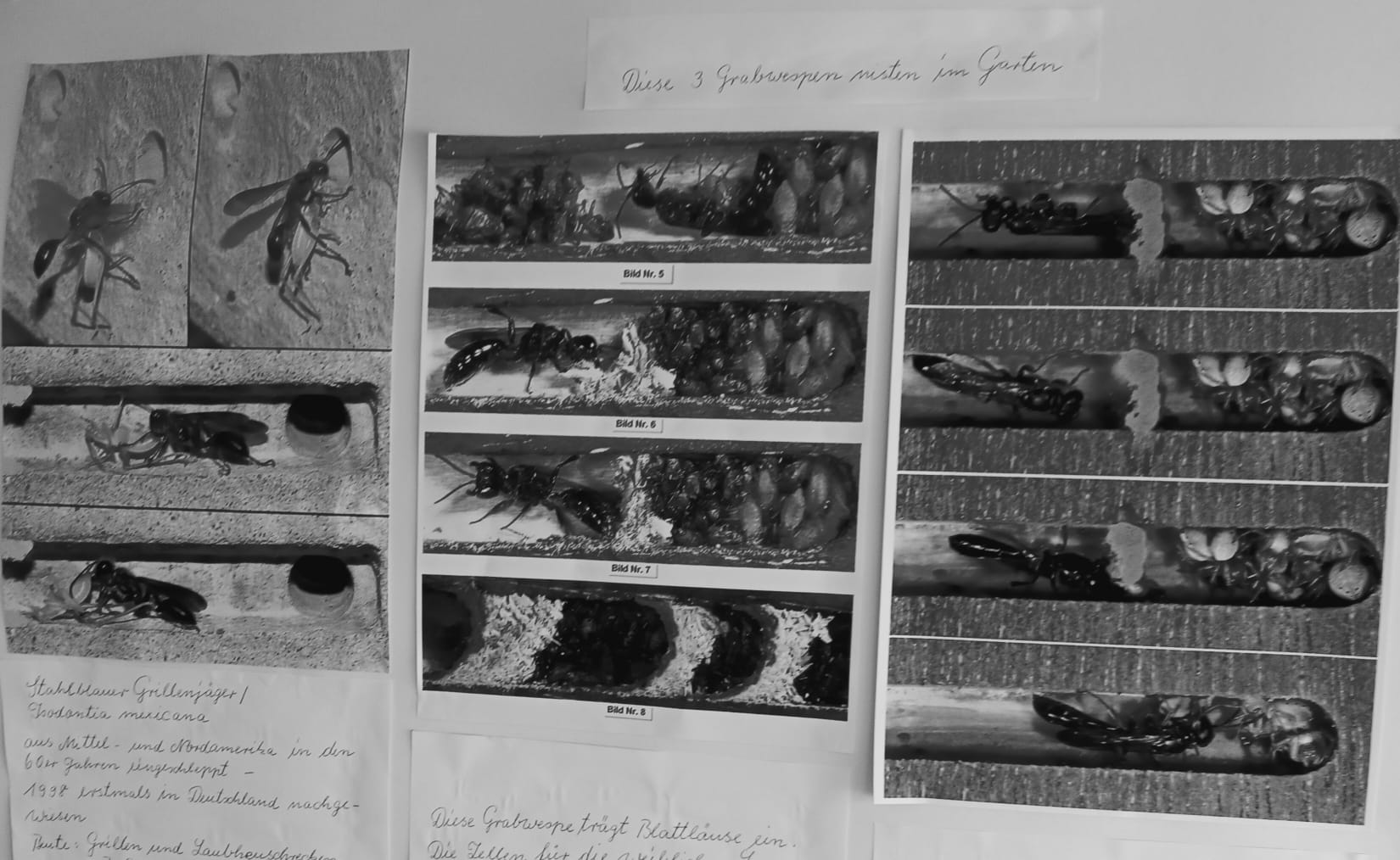 WhatsApp Image 2025-06-01 at 19.39.43