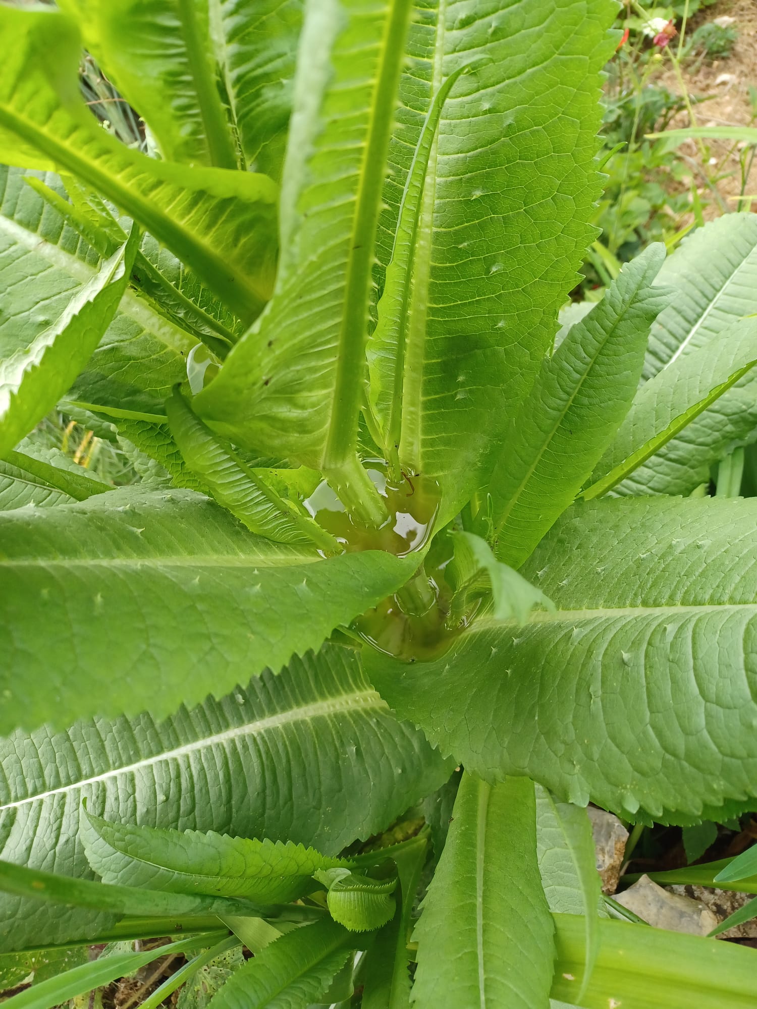 WhatsApp Image 2025-06-01 at 19.39.53 (2)